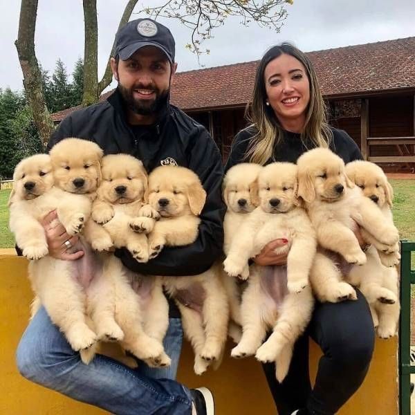 Puppies for Sale Near Me