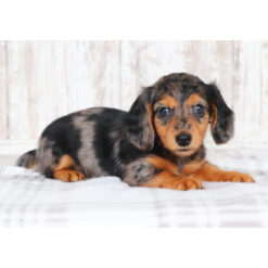 Everette - Male • 10 weeks