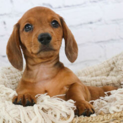 Sion - Male • 12 weeks