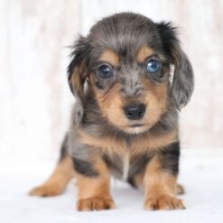 Scooter - Male • 8 weeks