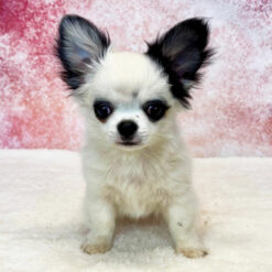 Panda - Male • 16 weeks