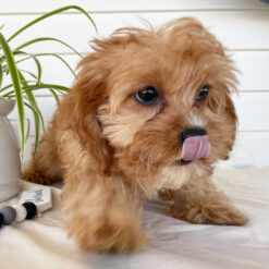 Lola - Female • 16 weeks