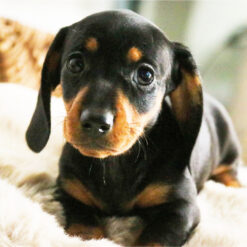 Donna - Female • 10 weeks