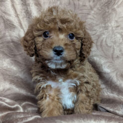 Danny - Male • 9 weeks