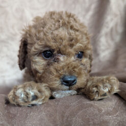 Tammie - Female • 9 weeks