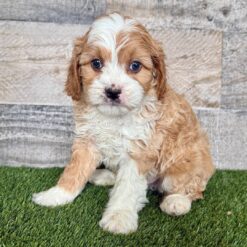 Cam - Male • 8 weeks