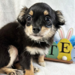 Ricco - Male • 20 weeks