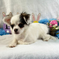 Mayfield - Male • 18 weeks