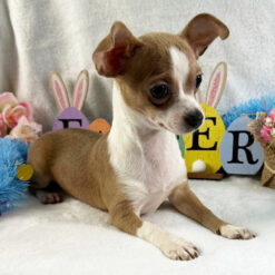 Diva - Female • 18 weeks