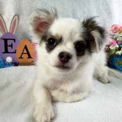 Mayfield - Male • 19 weeks