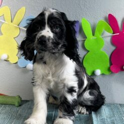 Kolby - Male • 14 weeks