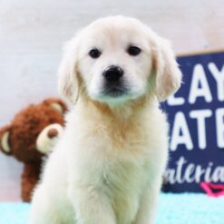 Paul - Male • 11 weeks