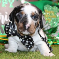 Eli - Male • 6 weeks