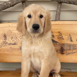 Ruff - Male • 14 weeks