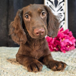 Bobo - Male • 16 weeks