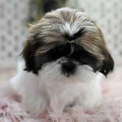 Steely - Female • 11 weeks