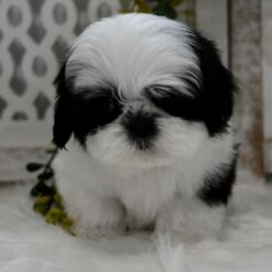 Wallace - Male • 11 weeks