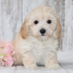 Janie - Female • 10 weeks