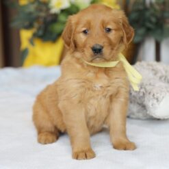 Banjo - Male • 7 weeks