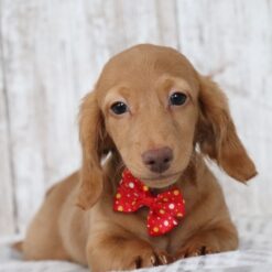 Timmy - Male • 15 weeks