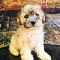 Winston - Male • 12 weeks