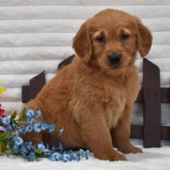 Tilly - Female • 8 weeks