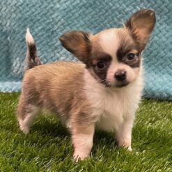 Chip - Male • 9 weeks