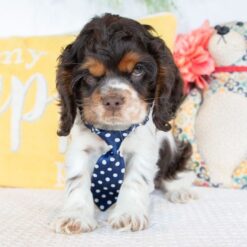 Nerf - Male • 11 weeks