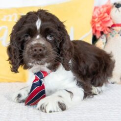 Pan - Male • 13 weeks