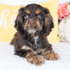 Otis - Male • 13 weeks