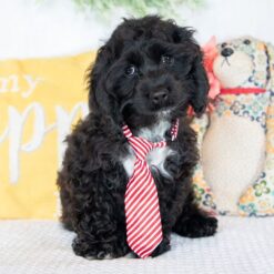 Ozzy - Male • 13 weeks