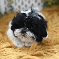 Weldon - Male • 11 weeks