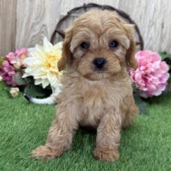 Rolex - Male • 10 weeks