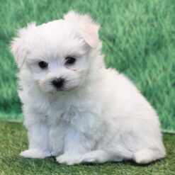 Nate - Male • 7 weeks