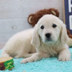 Sleepy - Male • 12 weeks