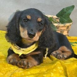 Derek - Male • 11 weeks