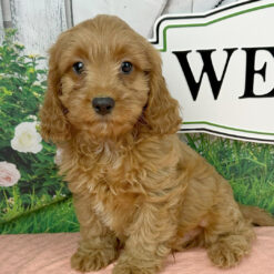 Fritz - Male • 11 weeks