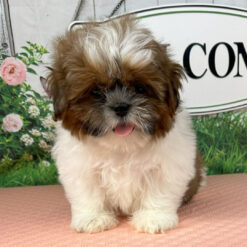 Bria - Female • 12 weeks