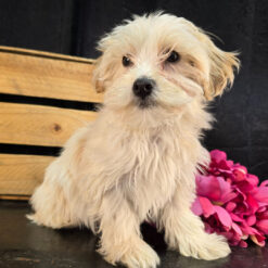 Jax - Male • 16 weeks