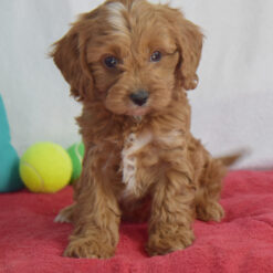 Jax - Male • 8 weeks