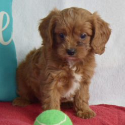 Jess - Male • 8 weeks
