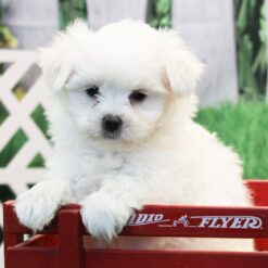 Ben - Male • 7 weeks