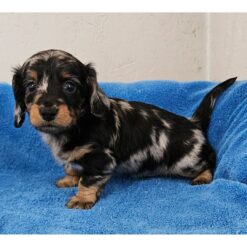 Fredo - Male • 5 weeks