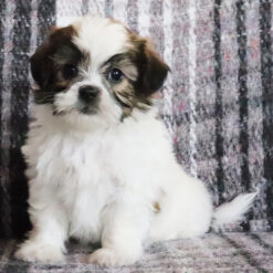 Hailey - Female • 7 weeks