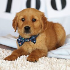 Harry - Male • 9 weeks