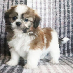 Kevin - Male • 7 weeks