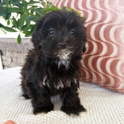 Mr Romeo - Male • 10 weeks