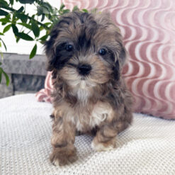 Juliette - Female • 9 weeks