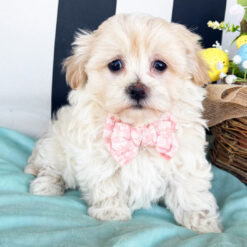 Kelly - Female • 9 weeks