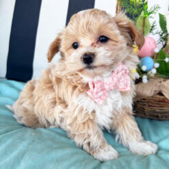 Kate - Female • 9 weeks